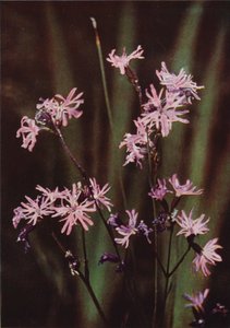 Fleurs sauvages : Lychnis fleur de coucou