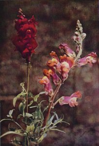 Fleurs sauvages : Gueule-de-loup - Charles Essenhigh Corke