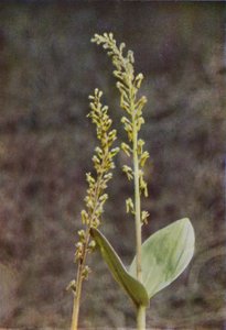 Fleurs Sauvages : Listère - Charles Essenhigh Corke
