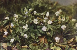 Fleurs sauvages : Anémone des Bois - Charles Essenhigh Corke
