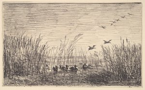 Canards dans les marais - Charles Francois Daubigny