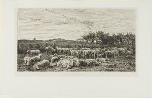 Prairie avec moutons