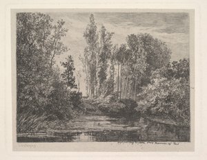 Cerfs au bord de l