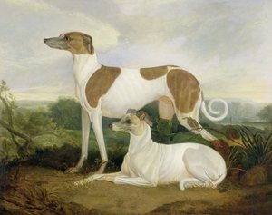 Deux lévriers dans un paysage