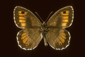 Arethusana arethusa, Petit agreste