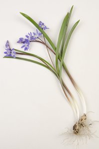 Tableau botanique de Chionodoxa forbesii