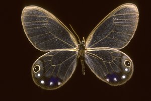 Cithaerias esmeralda
