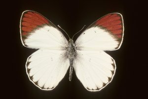 Colotis danae