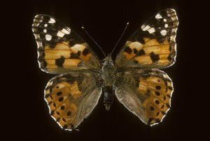 Cynthia cardui, Vanesse des chardons