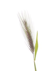 Hordeum murinum subsp. murinum, Orge des rats