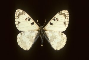 Hypermnestra helios