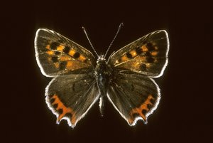 Lycaena phlaeas