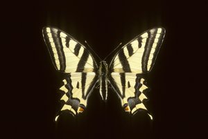 Papilio alexanor