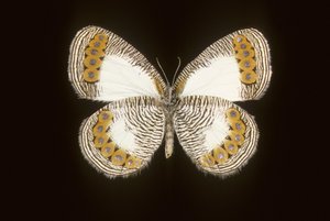Physcaeneura leda