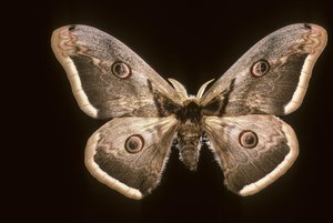 Saturnia pyri