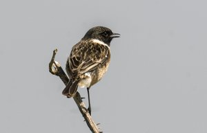Saxicola torquata, Traquet pâtre