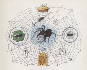 Araignée dans sa toile entourée de nourriture - Charles Henry (after) Bennett