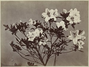 Nature morte de fleurs avec lys