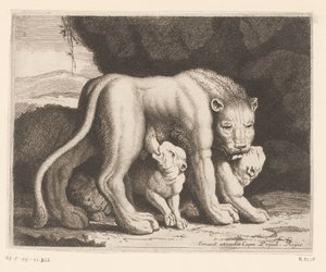 Lionne allaitant