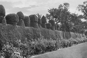 Fulford Hall : Travail de Topiaire Excentrique