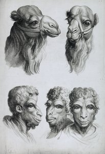 Similarités entre la tête d