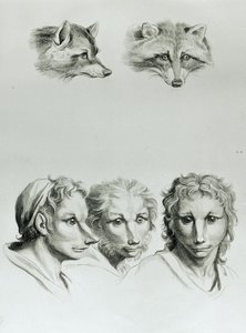 Similarités entre la tête d
