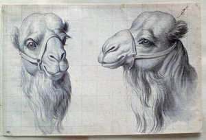 Études de deux têtes de chameau - Charles Le Brun