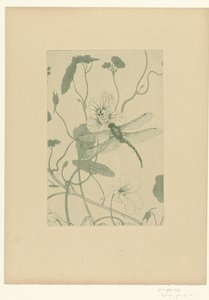 Libellule sur une fleur de capucine