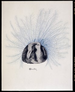 Chapeau à plumes - «La Mode en 1912» par Marcelle Demay, illustration de Charles Martin