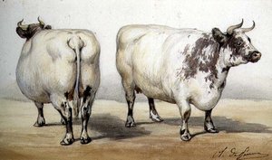 Étude de deux vaches à longues cornes - Charles Oliver de Penne