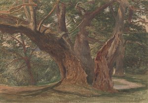 Arbres dans un paysage