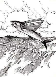 Le poisson volant, 1912