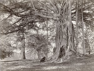 Un gentleman assis sous un grand arbre indigène au Ceylan britannique, maintenant appelé Sri Lanka, années 1880