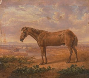 Old Billy, un cheval de trait, âgé de 62 ans
