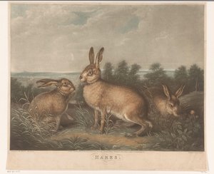 Trois lièvres