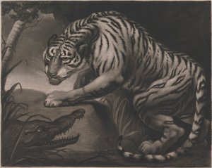Tigre et crocodile