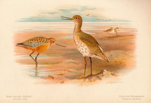 Barge à queue barrée Limosa rufa, Chevalier gambette Totanus, 1900