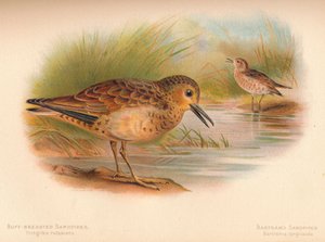 Bécasseau roussâtre Tringites rufescens, Bécasseau de Bartram Bartramia longicauda, 1900
