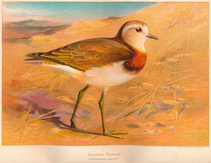 Pluvier de la Caspienne Ochthodromus asiaticus, 1900