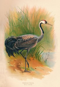 Grue cendrée, 1900
