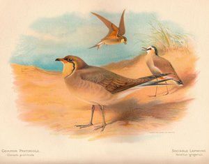 Glaréole à collier Glareola pratincola, Vanneau sociable Vanellus gregarius, 1900