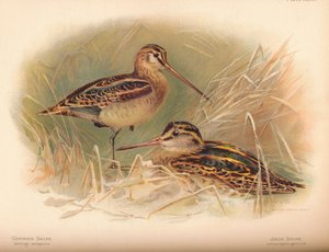 Bécassine des marais Gallinago scolopacina, Bécassine sourde Limnocryptes gallinula, 1900