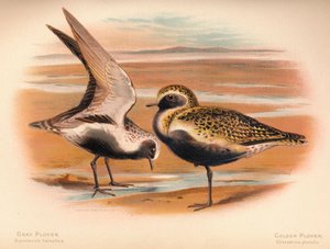 Pluvier gris Squatarola helvetica, Pluvier doré Charadrius pluvialus, 1900