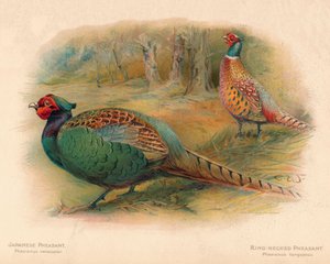 Faisan japonais Phasaianus versicolor, Faisan à collier Phasaianus torquatus, 1900