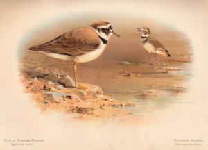 Petit Pluvier à collier interrompu Aegialitis minor, Pluvier kildir Oxyechus vociferus, 1900