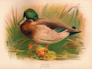 Canard colvert Anas boschas, 1900