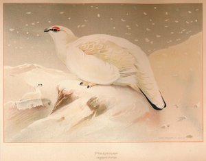 Lagopède Lagopus mutus, 1900