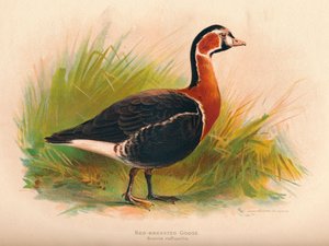 Oie à cou roux Branta ruficollis, 1900 - Charles Whymper