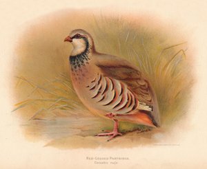 Perdrix rouge Caccabus rufa, 1900