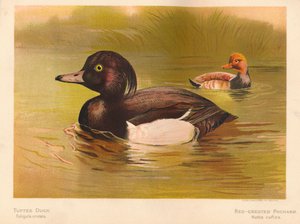 Canard morillon Fuligata cristata, Nette rousse Netta rufina, 1900